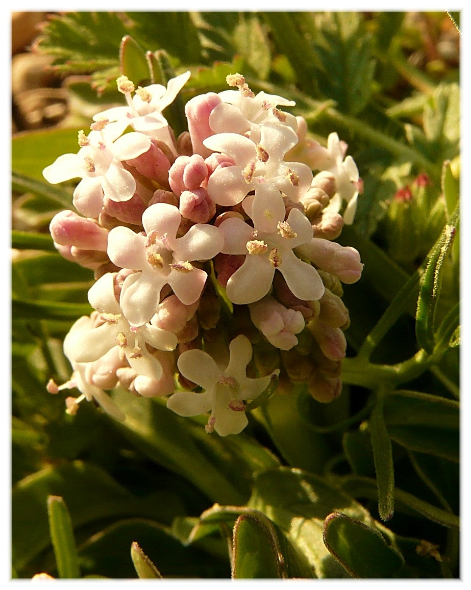 Valeriana tuberosa / Valeriana tuberosa